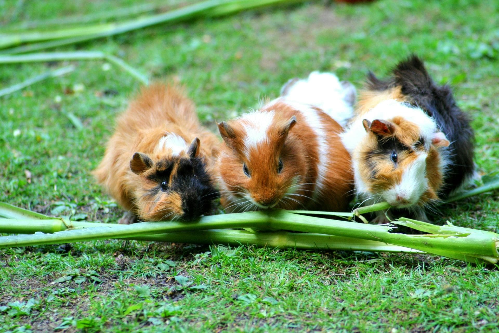 Combined Myxomatosis & VHD Vaccination Prices in Bridgend