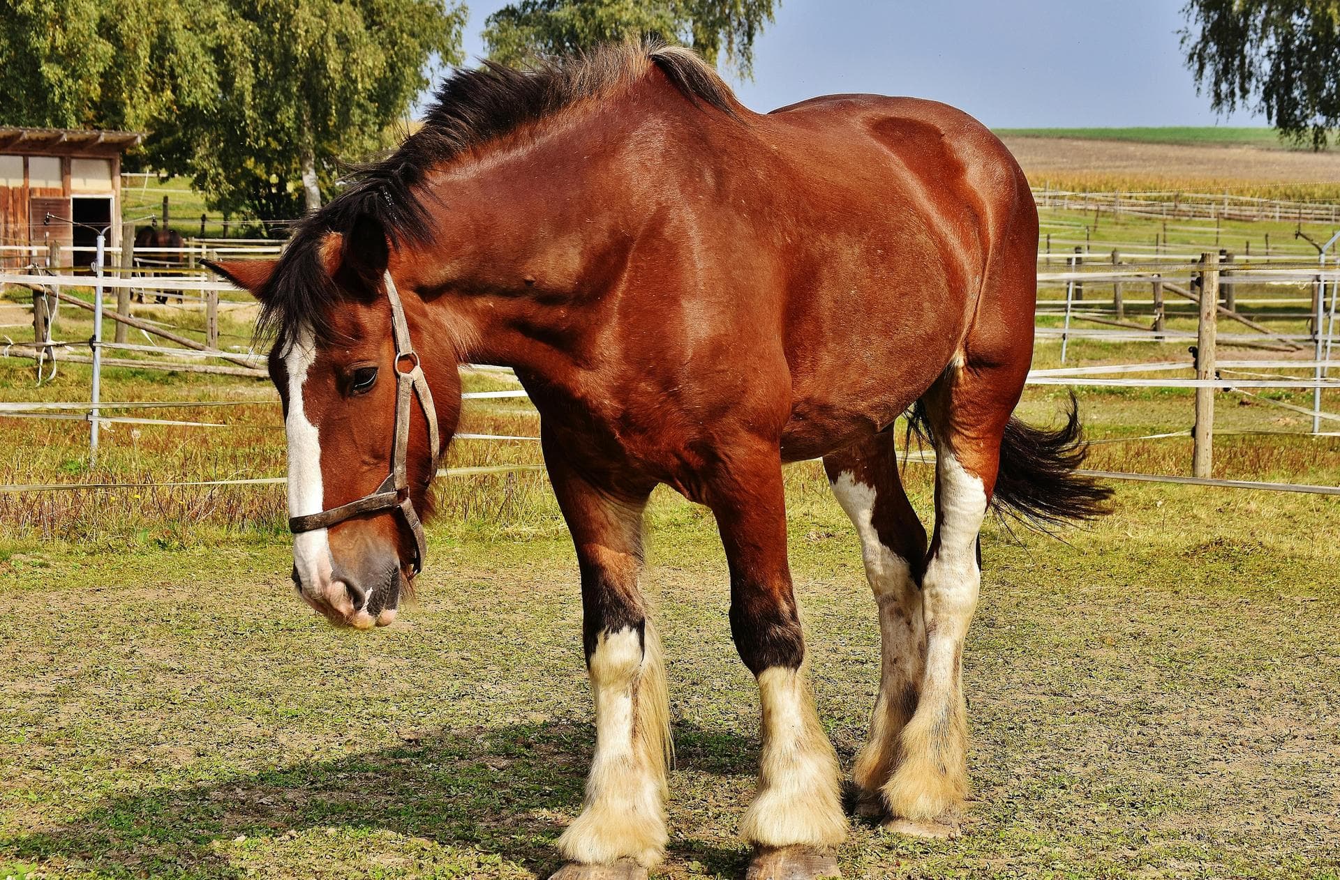 Farm & Large-Animal Vets near Bridgend