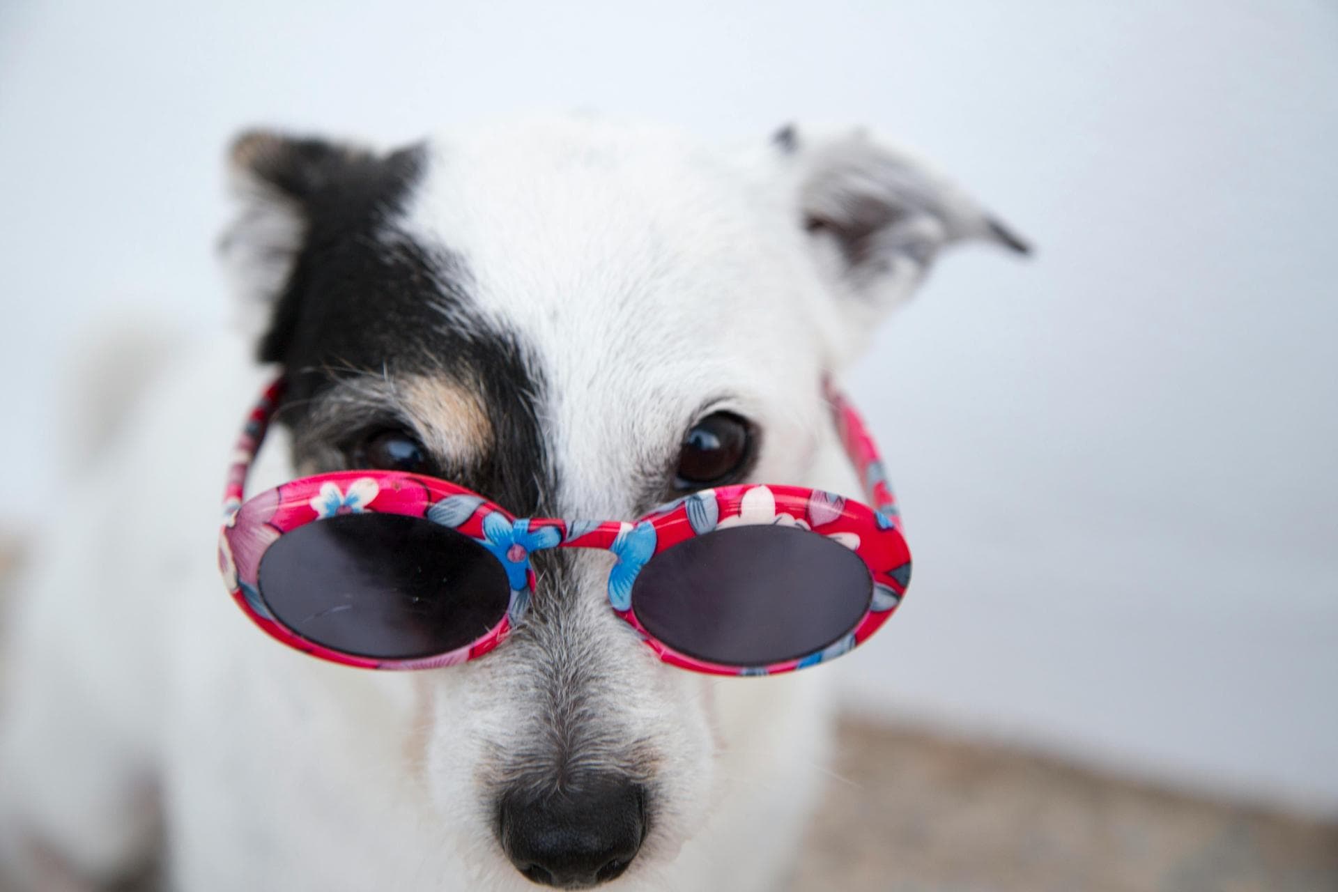 Dog Puppy Vaccinations Kennel Cough Prices in Bridgend