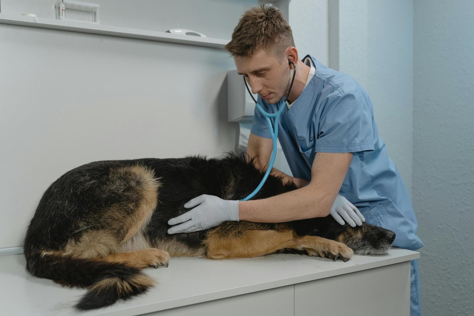 Dog Puppy Vaccinations Kennel Cough Prices in Bridgend