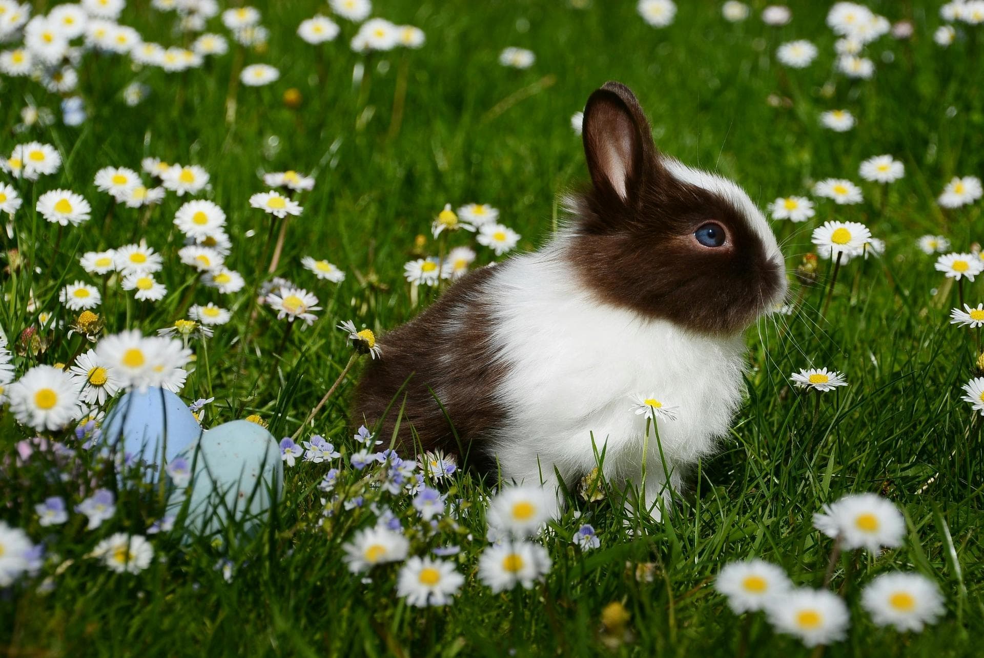 Rabies Vaccination Prices in Bridgend