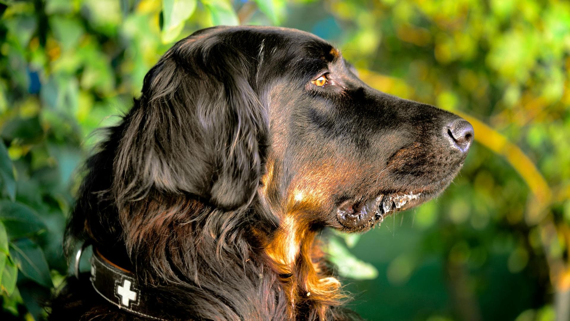 Dog Euthanasia Put Down Prices in Bridgend